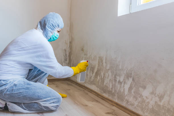 Licensed Mold Remediation service in Norwood, NY - WQB Mold Removal